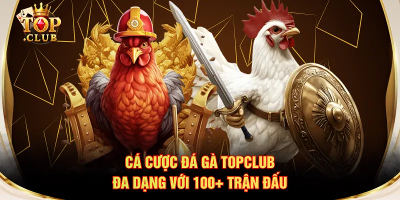 Cá cược đá gà TOPCLUB đa dạng với 100+ trận đấu